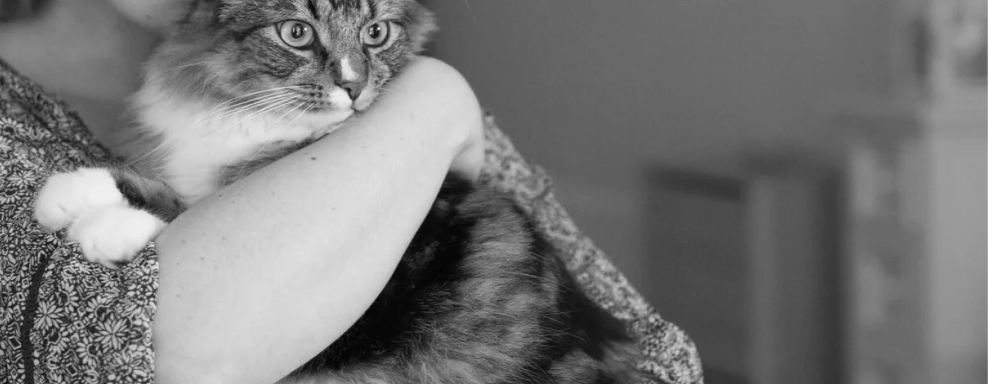 Serenity for Your Stylish Feline